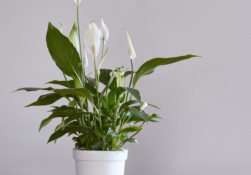 11 Air-Purifying Plants for a Healthy Home