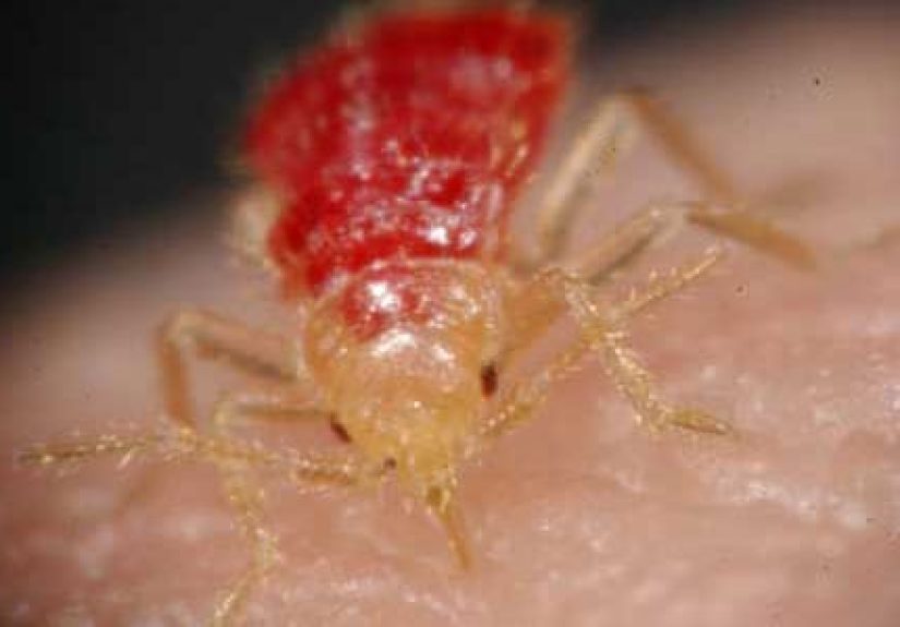 All About Bedbugs: Understanding and Eliminating These Pests
