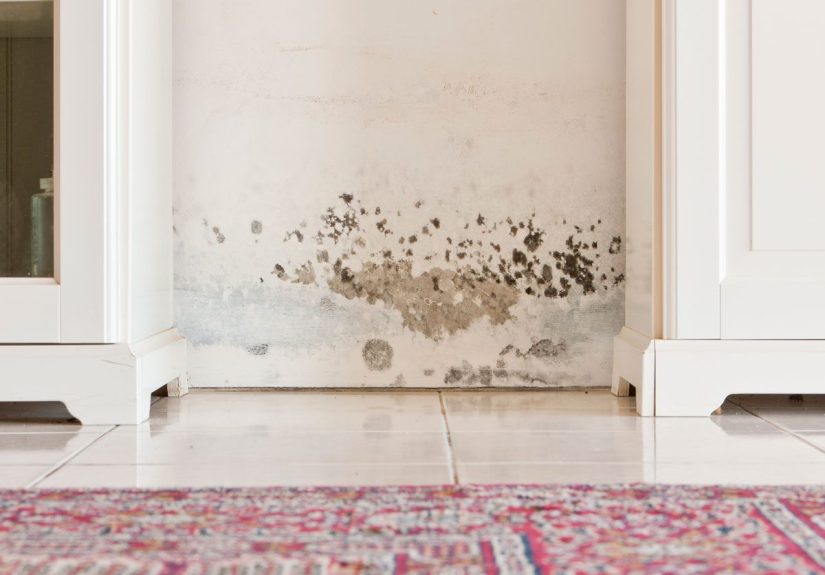 Best Mold- and Mildew-Resistant Paints for 2025
