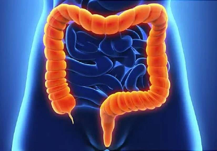 Colon Health, Anatomy, Polyps, Colonoscopy, and More