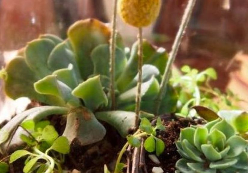 DIY Terrarium