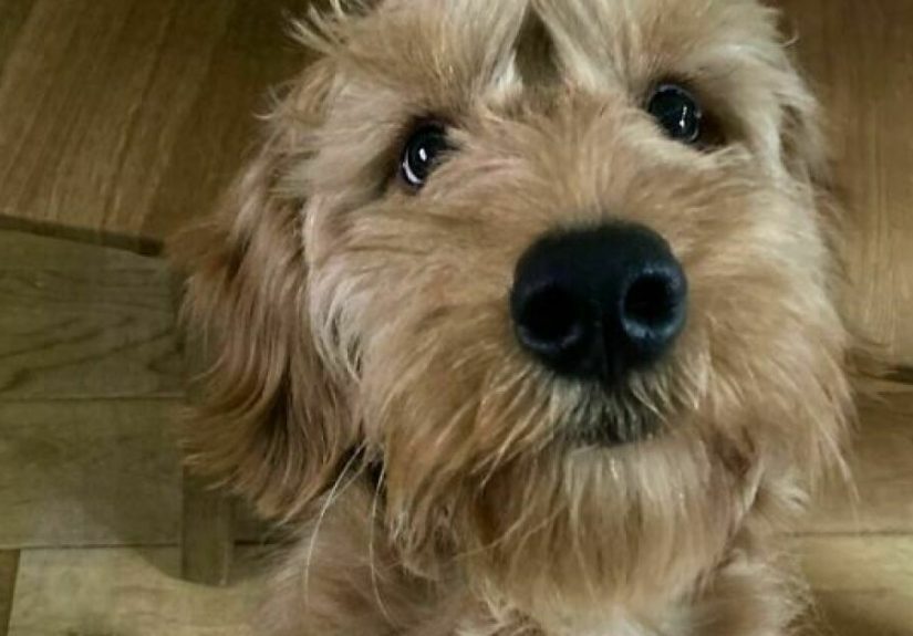Hey Pandas, Post The Cutest Picture Of Your Pet