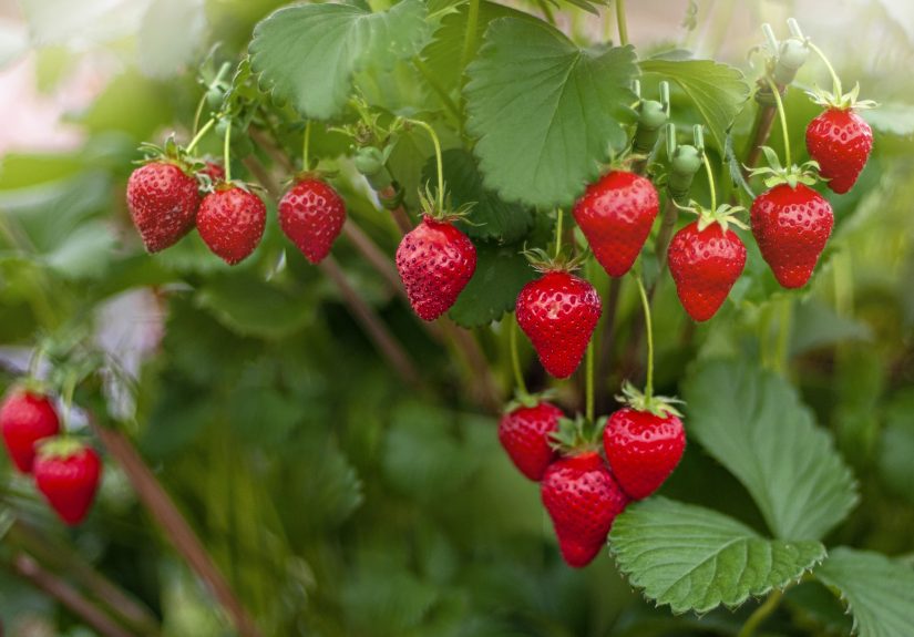 How Much Sun Do Strawberries Need to Produce Fruit?