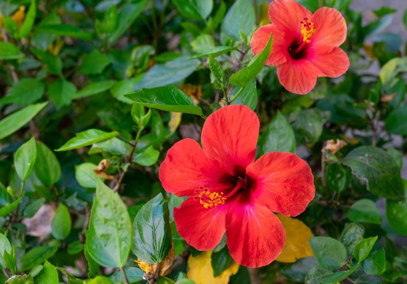 How to Propagate Hibiscus by Cuttings and by Seed