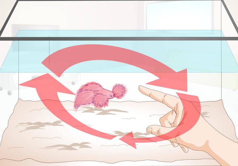 How to Train Your Betta Fish: 10 Steps