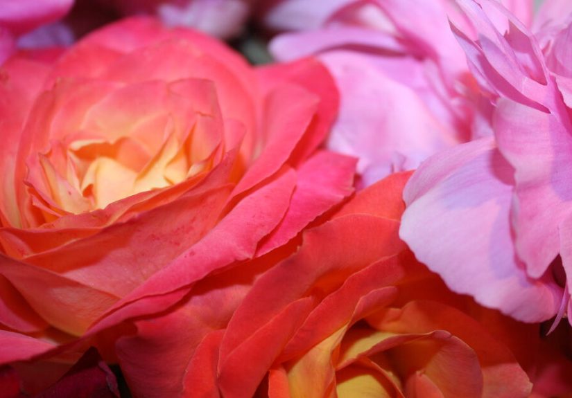 PT 3 of Practically & Mostly Care Free Flowers & Show Stoppers!