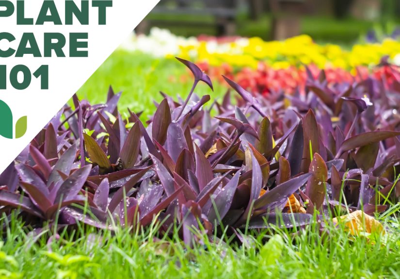 Purple Heart Plant Care: How to Grow Purple Hearts at Home - Bob Vila