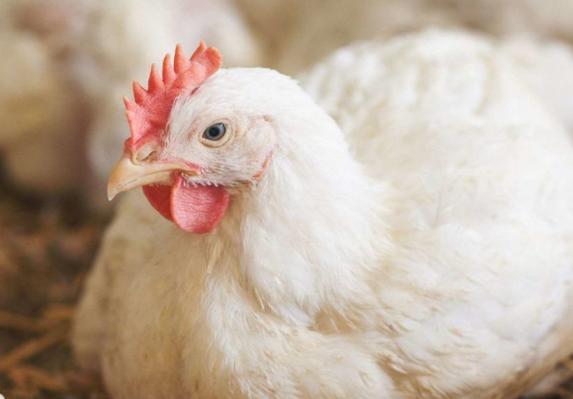 Zoonosis: Definition and diseases