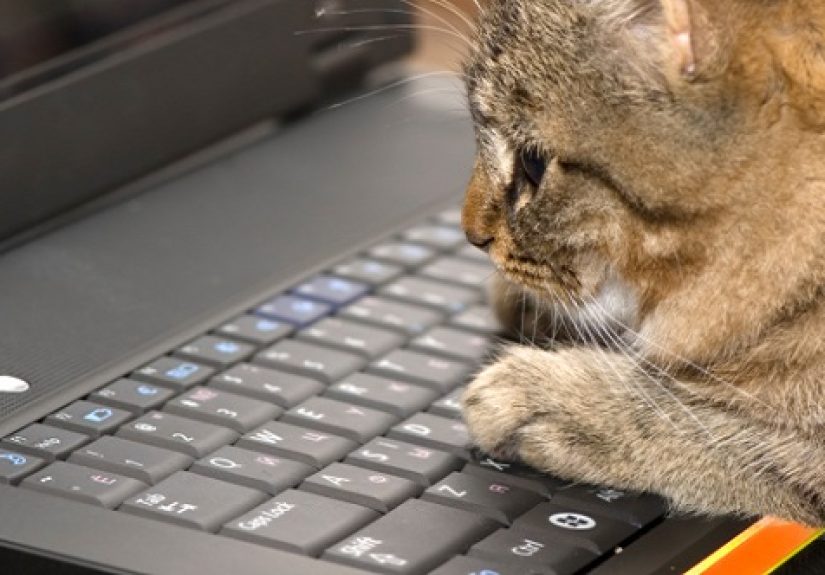 10 Cats With Amazing Careers