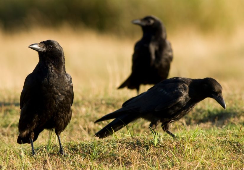 11 Ways to Attract Crows to Your Backyard