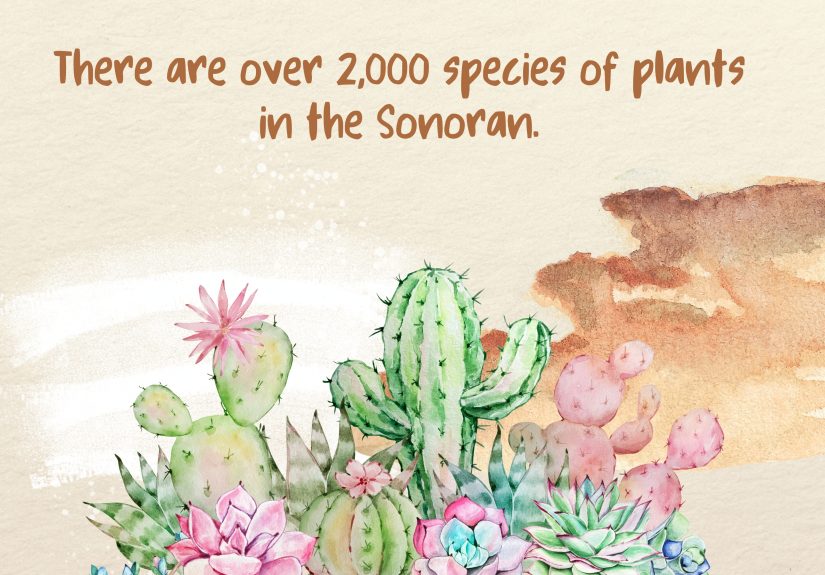130 Fun Facts About the Desert for Kids & Adults