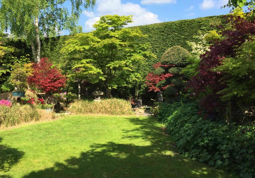 14 Tall Shade-Loving Plants to Add to Your Yard
