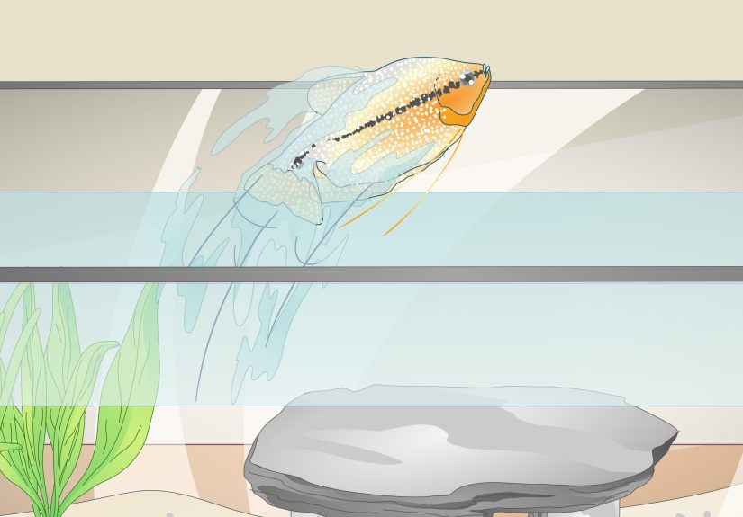 3 Simple Ways to Reduce Chlorine in an Aquarium