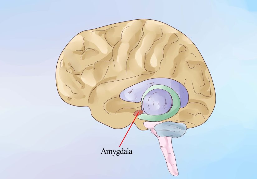 3 Ways to Make a Brain Out of Clay