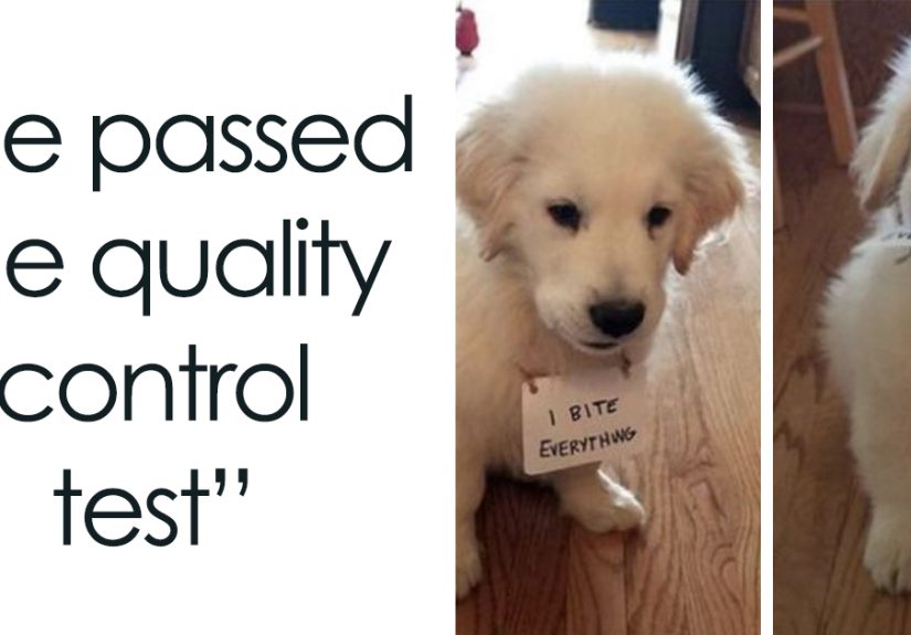 40 Uplifting Memes With And About Dogs That May Just Make Your Day Better