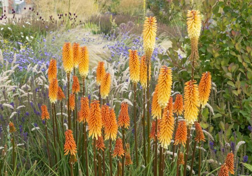 5 Fall Plants Pros Recommend for a Beautiful Autumn Garden