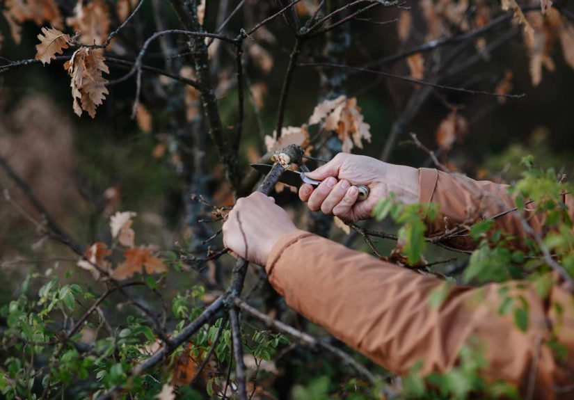 5 Pruning Mistakes You Should Never Make If You Want a Healthy Garden