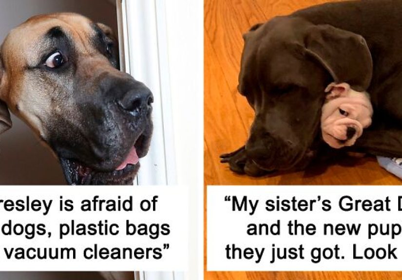50 Great Danes Who Don’t Understand How BIG They Are (New Pics)