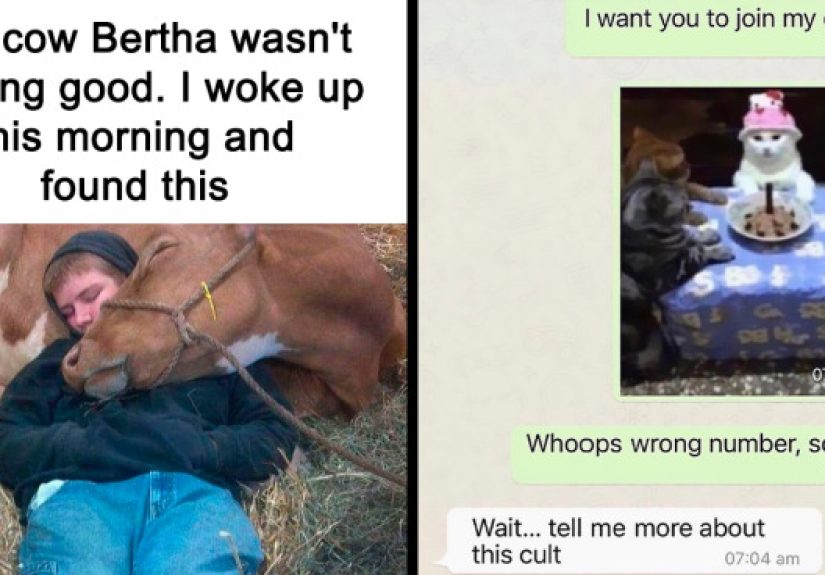 50 Hilarious Animal Memes From This Instagram Page
