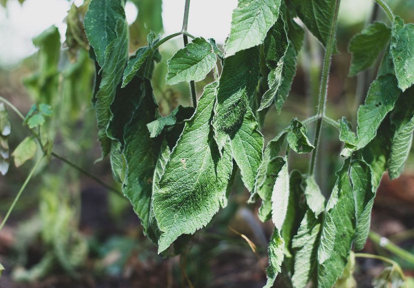 7 Tips to Protect Your Garden in a Heatwave
