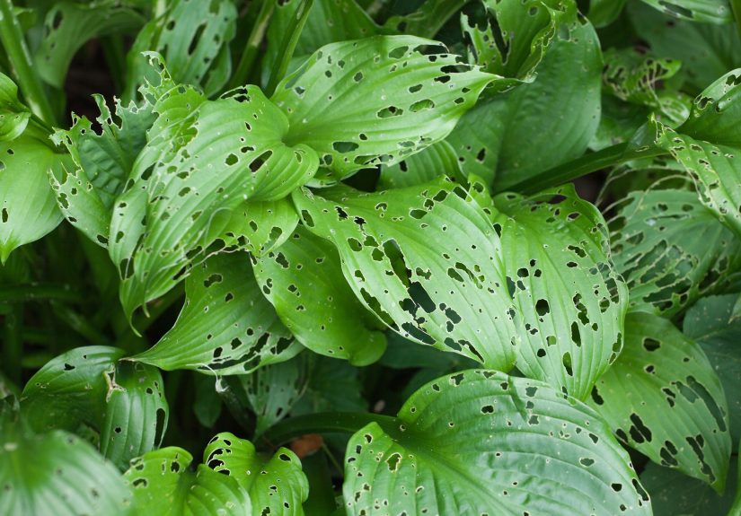 8 Reasons Your Plant's Leaves Have Holesand How to Fix Them