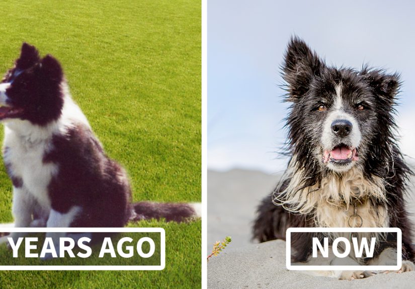 A Dog Who Vanished Without A Trace 7 Years Ago Finally Reappeared, And I Did His Photoshoot