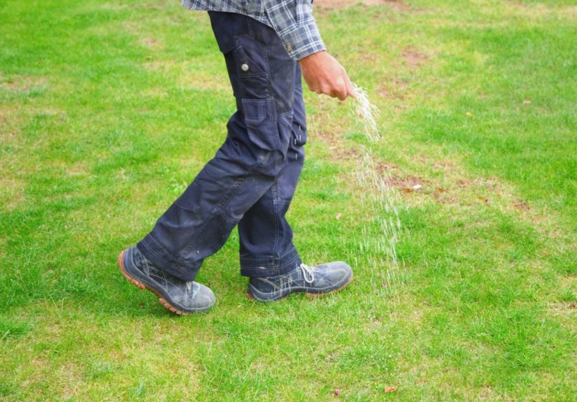 Ask a Pro: I Love My Shade Trees, But Grass Doesn’t Grow Under Them. What Can I Plant (or Do)?