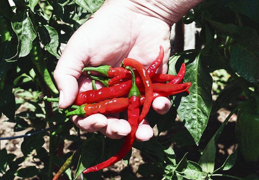 Cayenne for shingles: Uses, forms, and safety