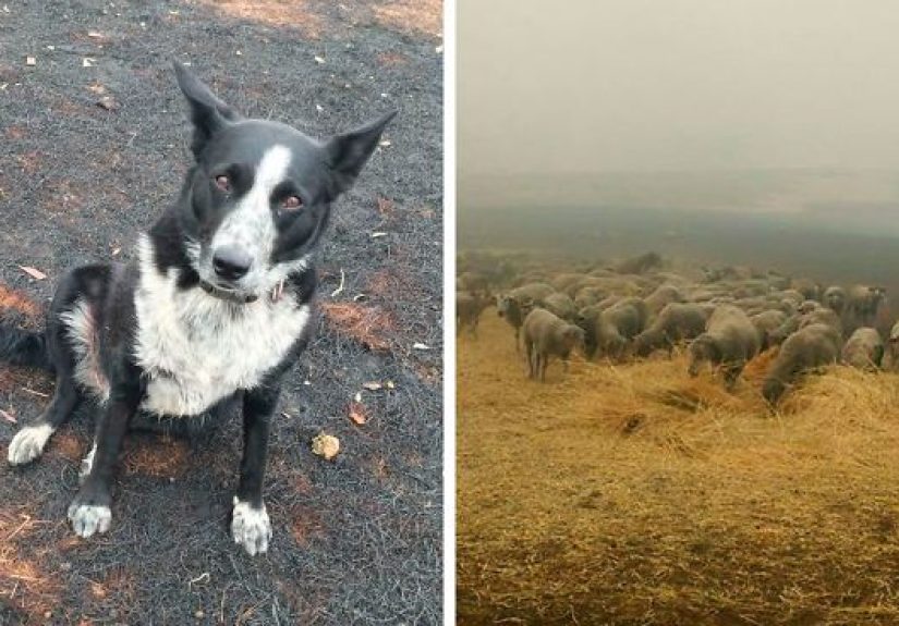 Dog Saves Flock Of Sheep From Australia’s Raging Bushfires
