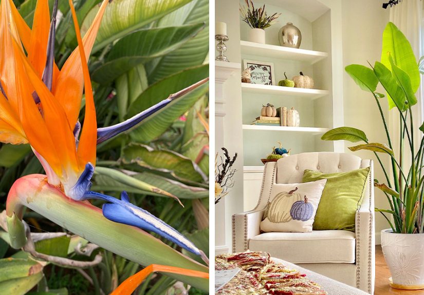 Handy Tips to Grow Bird of Paradise Plants With Ease