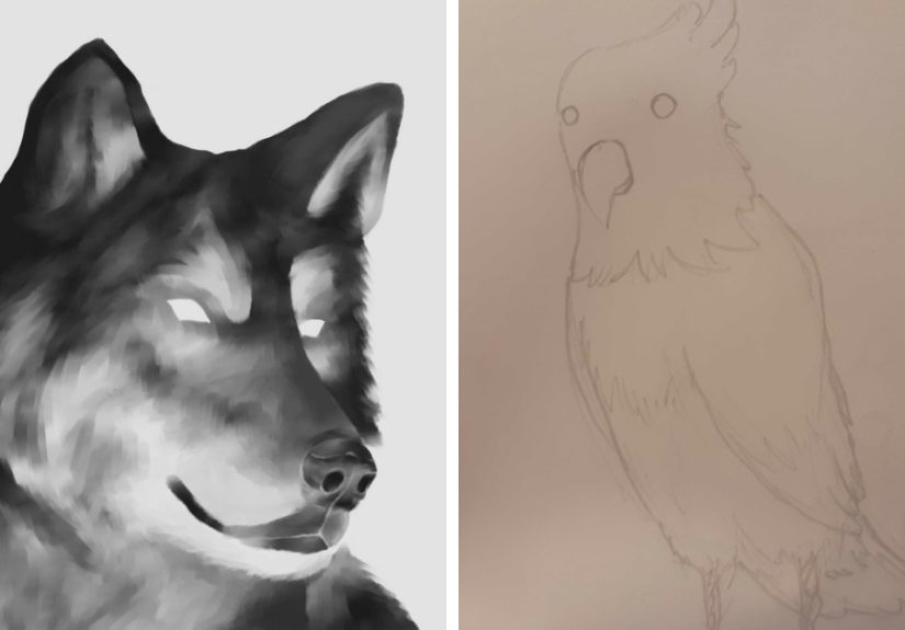 Hey Pandas, Please, Draw A Pet For Me
