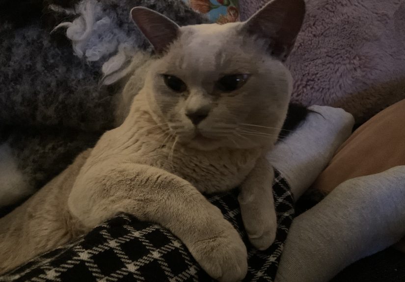 Hey Pandas, Post Your Pet And We Will Try To Guess Its Name!