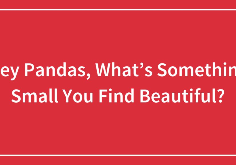 Hey Pandas, What’s Something Small You Find Beautiful?
