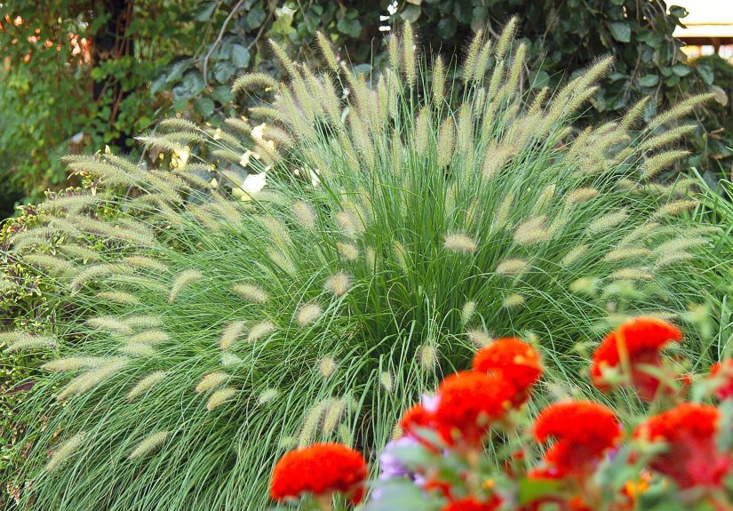 How to Care for Ornamental Grasses Through the Seasons