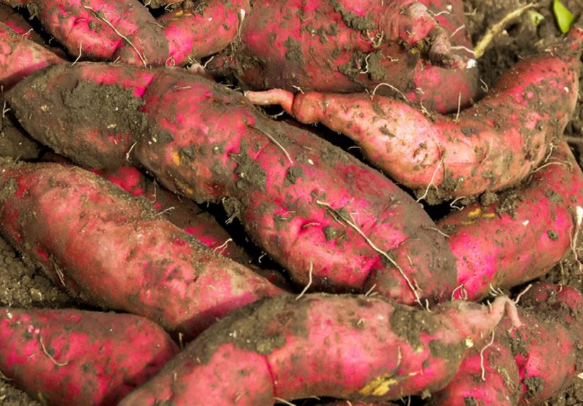 How to Grow Sweet Potatoes