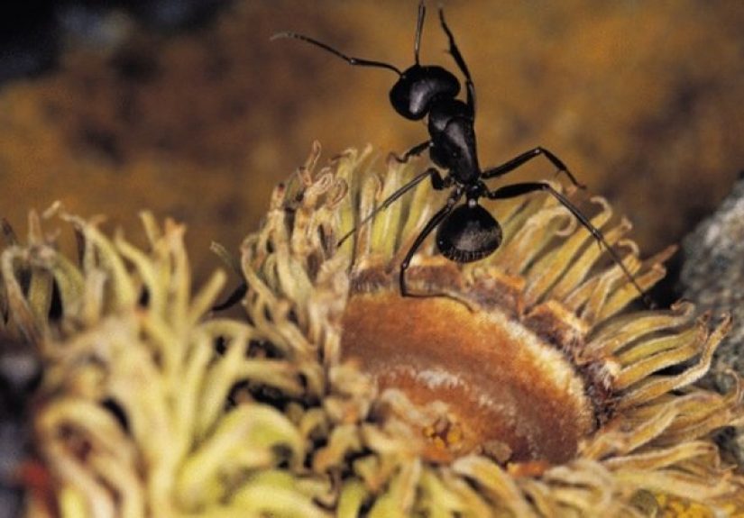 How to Keep Ants Out of Vegetable Pots or Flower Pots
