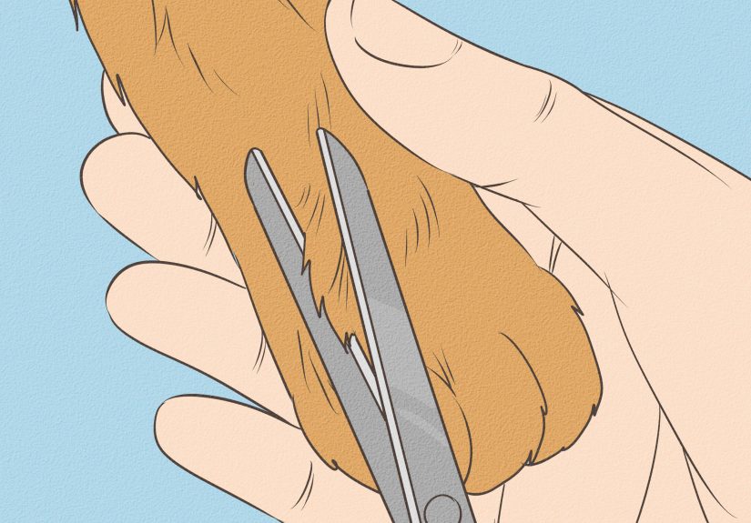 How to Remove Debris Stuck in a Cat Paw: 9 Steps