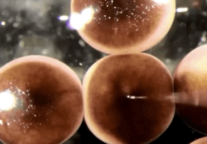 Living Robots Built from Frog Cells - Stem Cells