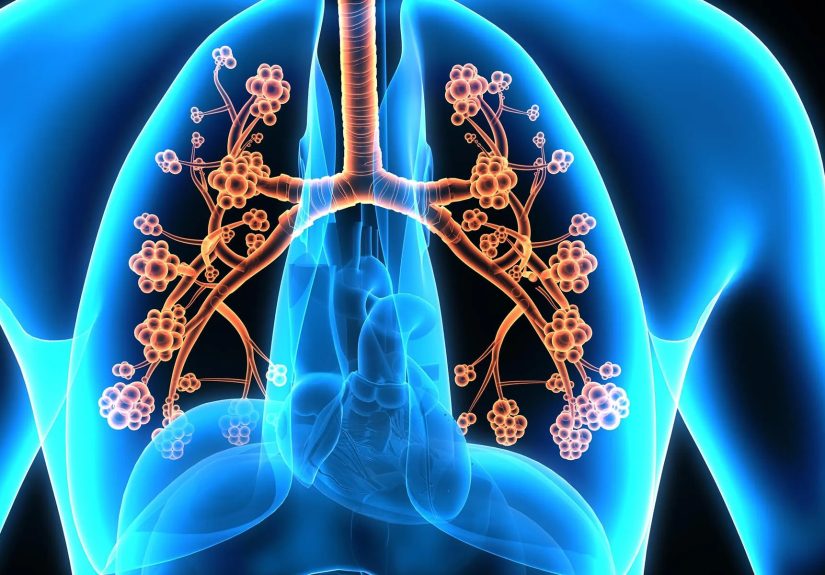 Lung Facts, Anatomy, and Overview in Pictures
