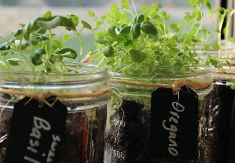 Mason Jar Herb Garden