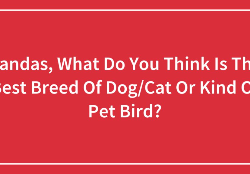 Pandas, What Do You Think Is The Best Breed Of Dog/Cat Or Kind Of Pet Bird?