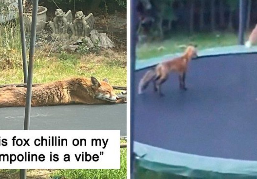 People Are Sharing Photos Of Foxes That Paid Them A Visit (13 Pics)