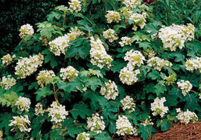 Sikes Dwarf Hydrangea Quercifolia
