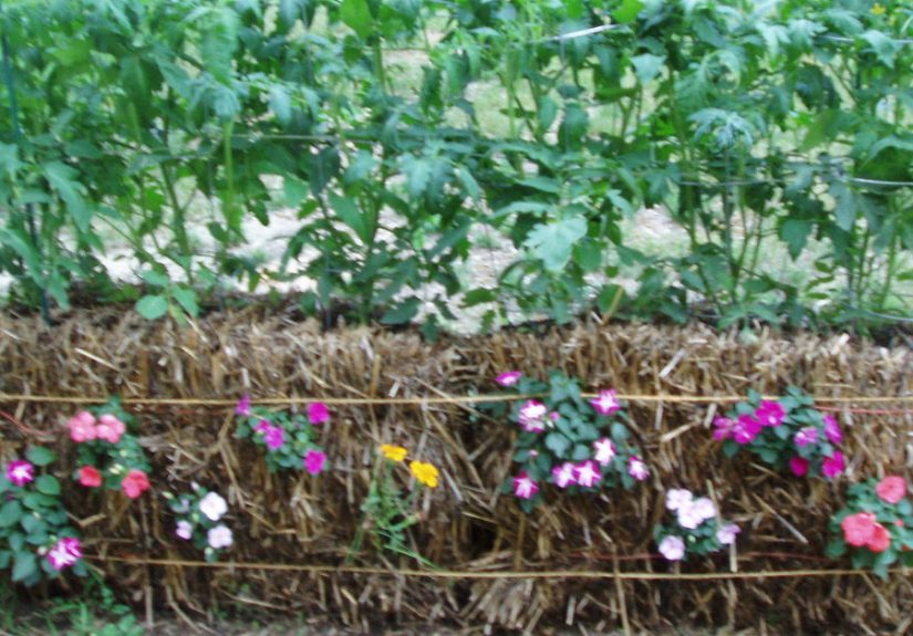 Straw Bale Gardening, great in all climates from the Arctic to the Caribbean islands!