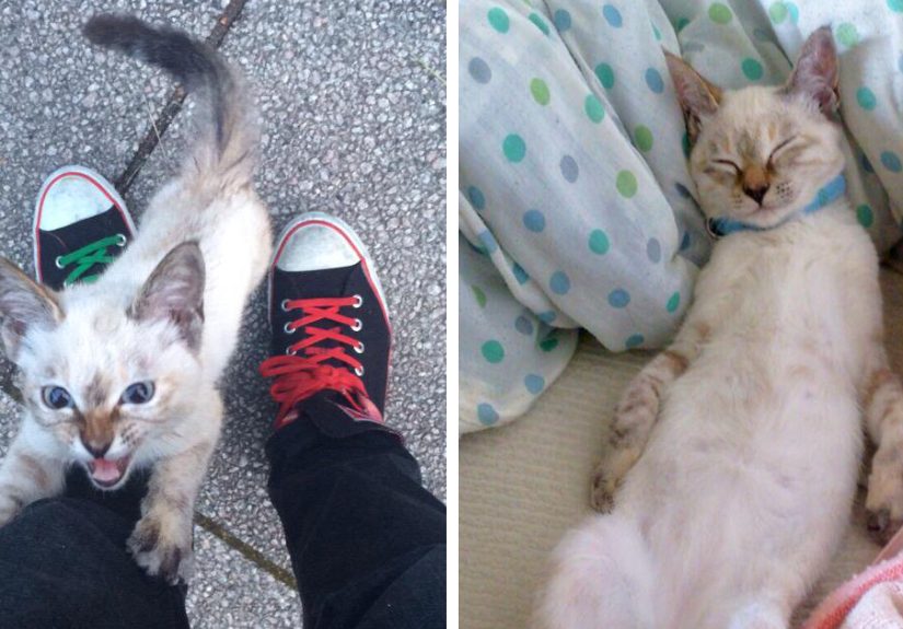 Stray Kitty Chooses His Human In A Park, Wouldn’t Let Him Go