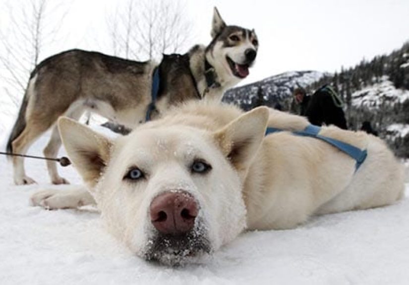 Top 10 Most Terrible Animal Massacres