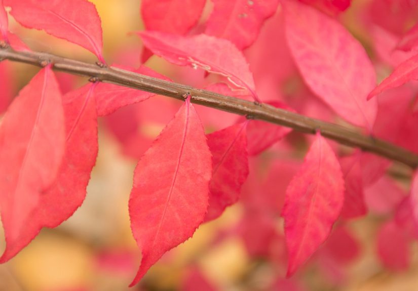 What to Plant Instead of Invasive Burning Bush