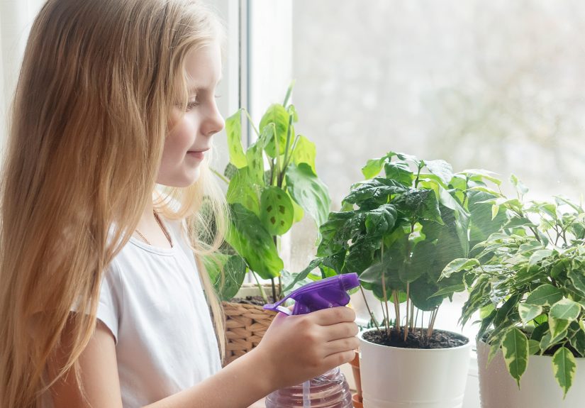 10 Best Plants for the Classroom