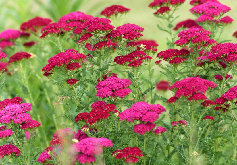 15 Plants With Scented Leaves