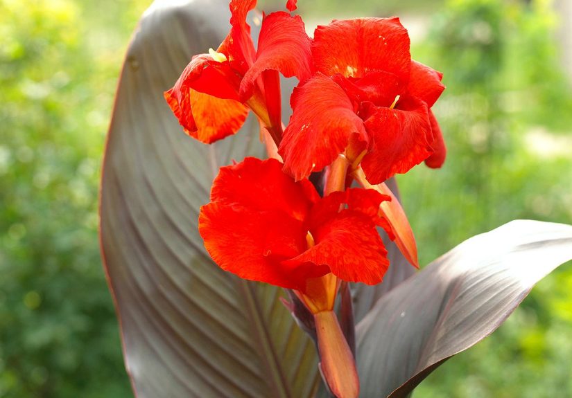 24 Perennial Water-Loving Plants for Damp Areas in Your Garden